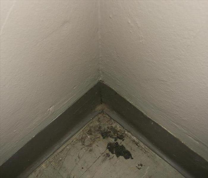 Mold growing in the corner of a room